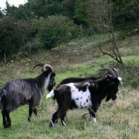 Feral goat